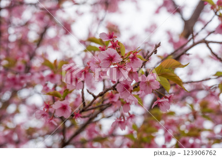 満開の河津桜　ピンク色の綺麗な花びら　おおいゆめの里 123906762