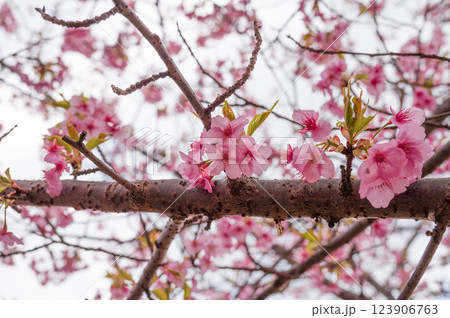 満開の河津桜　ピンク色の綺麗な花びら　おおいゆめの里 123906763