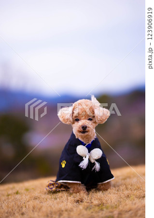 正月フォト 123906919