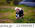 トイプードル 123906967