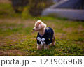 トイプードル 123906968