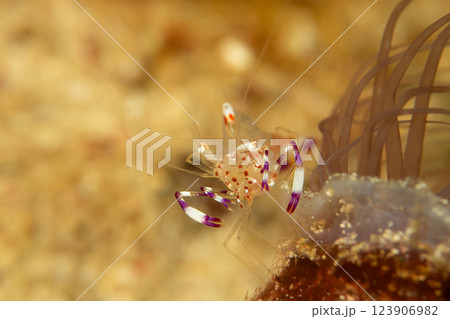 A super macro photo of a Holthuis cleaner shrimp, Ancylomenes holthuisi 123906982
