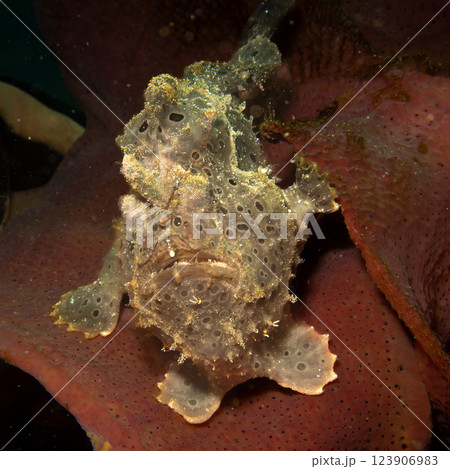 A painted frogfish, Antennarius pictus hiding in a marine environment. 123906983