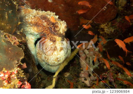An Octopus is trying to hide in a coral reef while small orange fish are swimming around it An Octopus is trying to hide in a coral reef while small orange fish are swimming around it 123906984