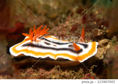 A close-up picture of a beautiful nudibranch, Magnificent Chromodoris, or Chromodoris magnifica A close-up picture of a beautiful nudibranch, Magnificent Chromodoris, or Chromodoris magnifica 123907005