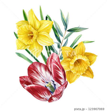 vibrant spring bouquet with red tulip and yellow daffodils, hand painted watercolor spring flowers on white background. 123907069