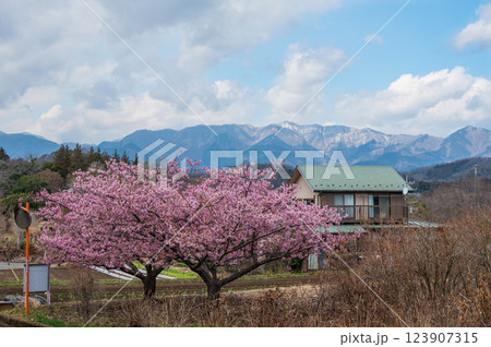 大井町の田舎風景　河津桜が咲く里風景 123907315