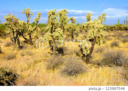 Cholla cactus, Sonora Desert, Mid Winter 123907546