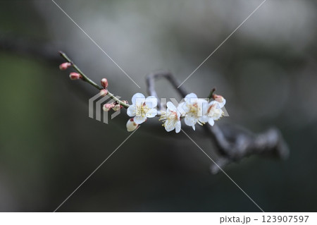 手入れされた綺麗な梅の花 123907597