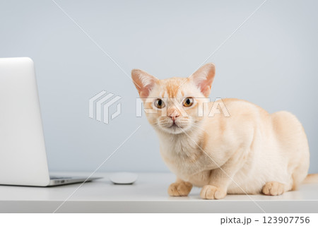 Cat works on computer at home or in office. 123907756