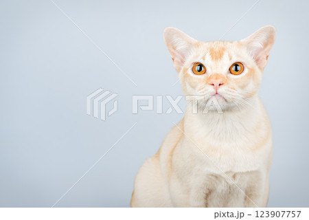 Sad domestic cat isolated. 123907757
