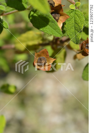 Sage-leaved rock-rose 123907792