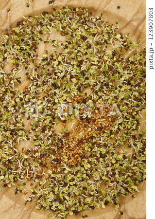 Alfalfa and broccoli sprouts 123907803