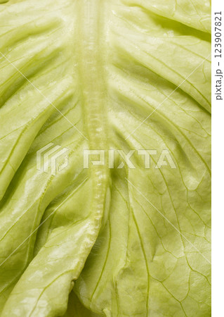 Butter lettuce leaf Butter lettuce leaf 123907821