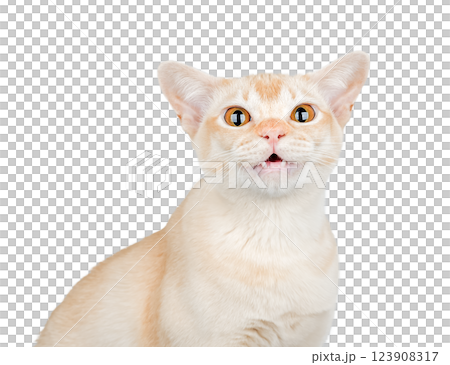 Burmese cat with wide open eyes and open mouth on white background.  123908317