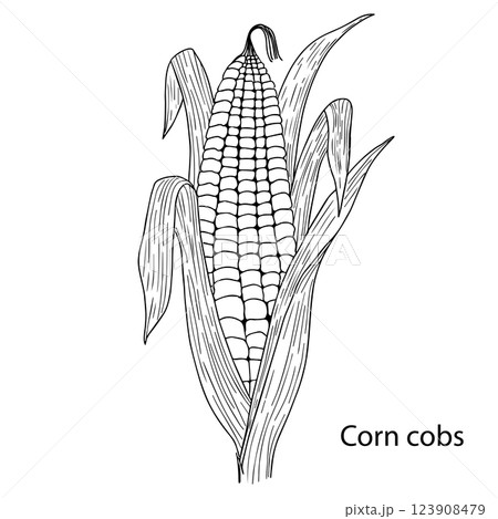 Black and white vector illustration of corn on a white background. Handmade. A source of fiber. Label concept on the topic corn, healthy food, grain, bakery products Black and white vector illustration of corn on a white background. Handmade. A source of fiber. Label concept on the topic corn, healthy food, grain, bakery products 123908479