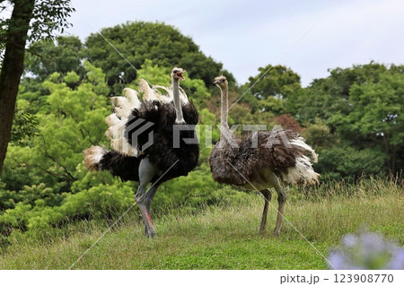 仲良く並んだダチョウの夫婦 123908770