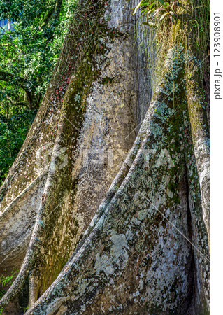 Large and strong roots 123908901