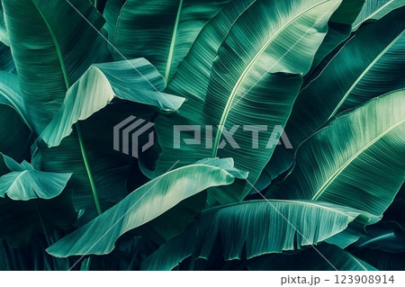 tropical banana leaf texture, large palm foliage nature dark green background tropical banana leaf texture, large palm foliage nature dark green background 123908914