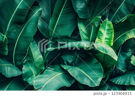 tropical banana leaf texture, large palm foliage nature dark green background tropical banana leaf texture, large palm foliage nature dark green background 123908915