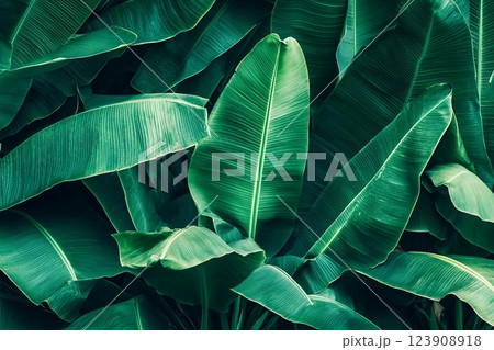 tropical banana leaf texture, large palm foliage nature dark green background 123908918