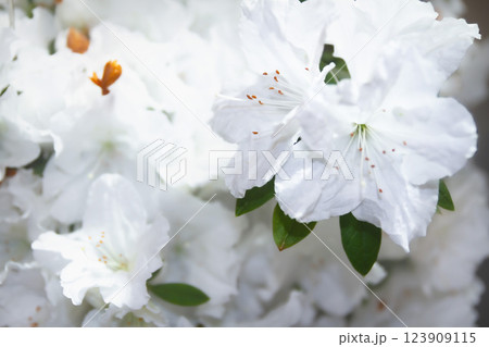 白系のアザレア　(アラスカ) 123909115