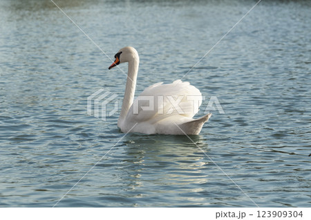 One mute swans ,Cygnus olor, swimming on a river in spring. Background for designers and interiors. 123909304