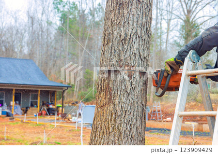 Worker operates chainsaw to fell large tree beside house in countryside setting with scattered tools around. Worker operates chainsaw to fell large tree beside house in countryside setting with scattered tools around. 123909429