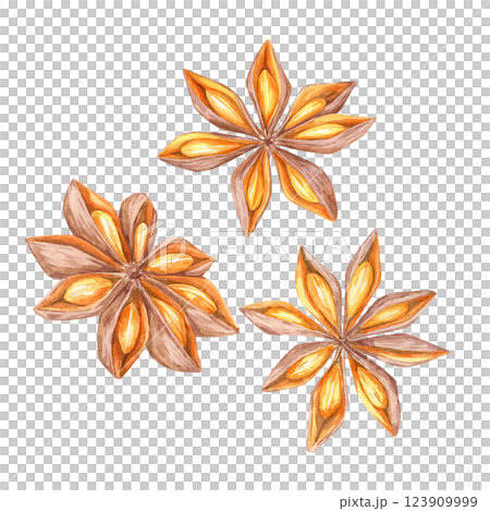 A set of three star anise pods in watercolor. Spices clipart. Perfect for seasonal designs, organic food branding, or adding a rustic touch to kitchenware packaging and holiday-themed products A set of three star anise pods in watercolor. Spices clipart. Perfect for seasonal designs, organic food branding, or adding a rustic touch to kitchenware packaging and holiday-themed products 123909999