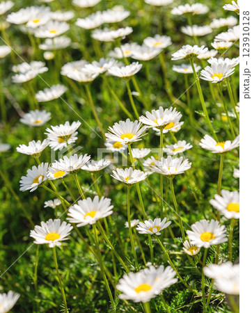 A serene field of blooming daisies under bright sunlight, symbolizing peace and natural beauty. A serene field of blooming daisies under bright sunlight, symbolizing peace and natural beauty. 123910128