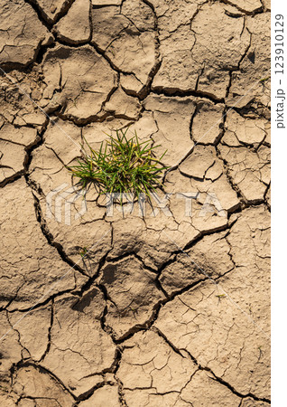 Green grass growing on dry cracked earth. Green grass growing on dry cracked earth. 123910129