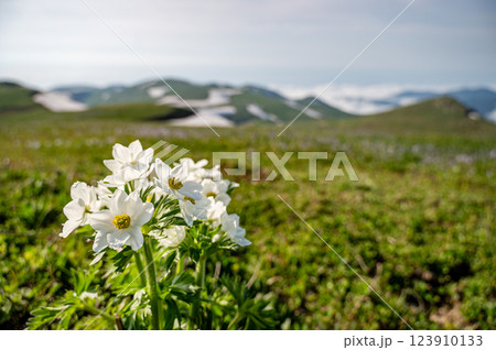 Wildflowers in alpine meadow with mountain landscape. 123910133