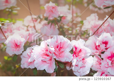 ピンク色のアザレア (朝日) ピンク色のアザレア (朝日) 123910167