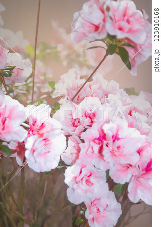 ピンク色のアザレア　(朝日) 123910168