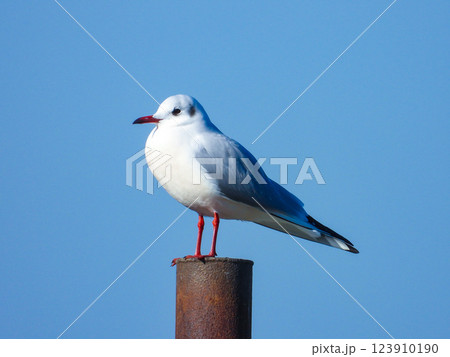 杭の先端に留まるユリカモメ 杭の先端に留まるユリカモメ 123910190