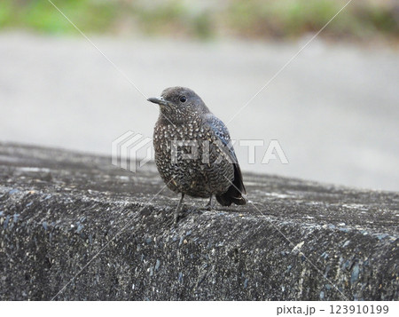 堤防で佇むイソヒヨドリのメス 123910199