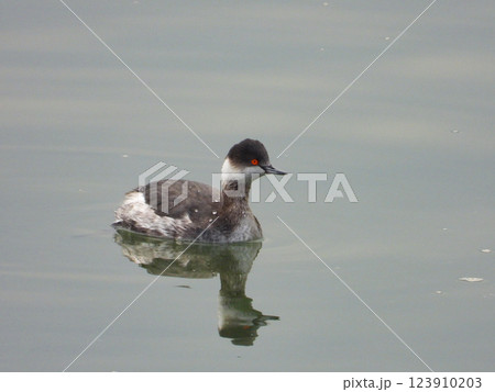 海で泳ぐハジロカイツブリ 123910203