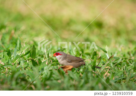 Tropical bird Common waxbill is feeding in lawn grass. 123910359