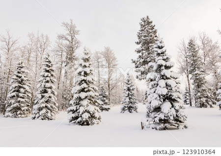 Rural winter scene in woodland with snowy white trees. Rural winter scene in woodland with snowy white trees. 123910364