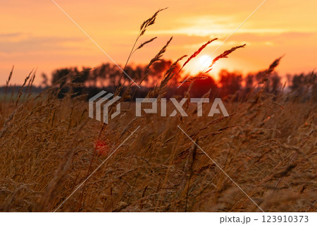 Grass heads' silhouettes in the orange light of the sunset in the field. Grass heads' silhouettes in the orange light of the sunset in the field. 123910373