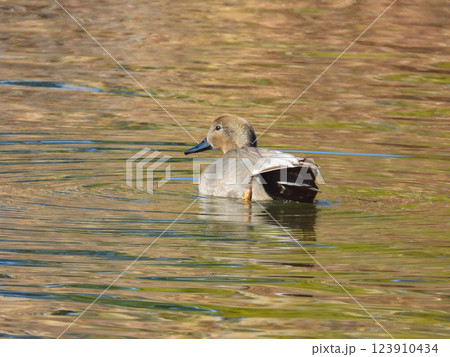 川で泳ぐオカヨシガモのオス 123910434