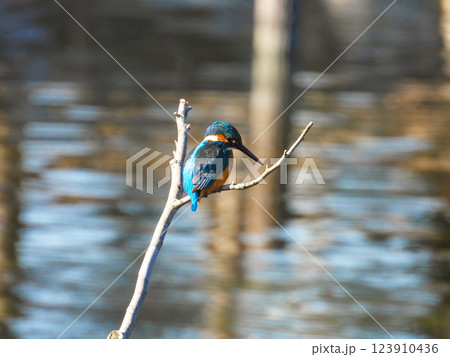 枝に留まるカワセミのオス 枝に留まるカワセミのオス 123910436