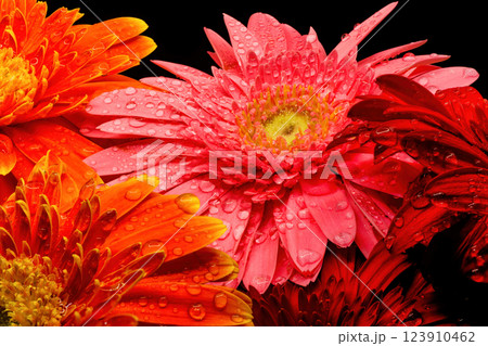 Gerbera flowers with water drops on black background Gerbera flowers with water drops on black background 123910462