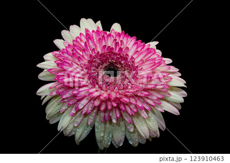 Gerbera flowers with water drops on black background 123910463
