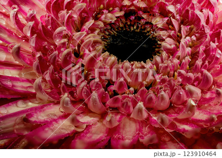 Gerbera flowers with water drops on black background Gerbera flowers with water drops on black background 123910464