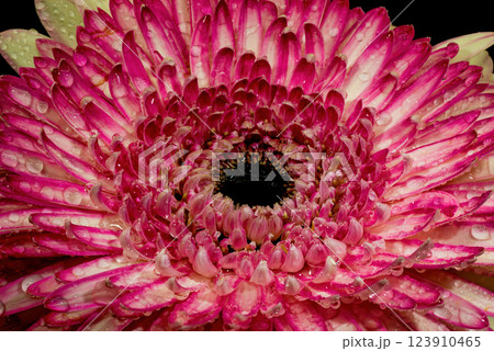 Gerbera flowers with water drops on black background 123910465