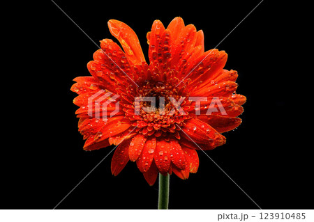 Gerbera flowers with water drops on black background Gerbera flowers with water drops on black background 123910485