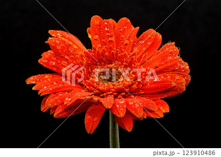 Gerbera flowers with water drops on black background Gerbera flowers with water drops on black background 123910486