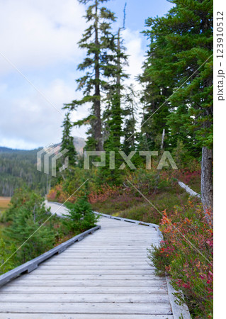 Alpine meadow with trees in fall with wooden boardwalk trail. 123910512