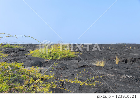 Volcanic landscape, black lava desert with bushes in Hawaii. 123910521